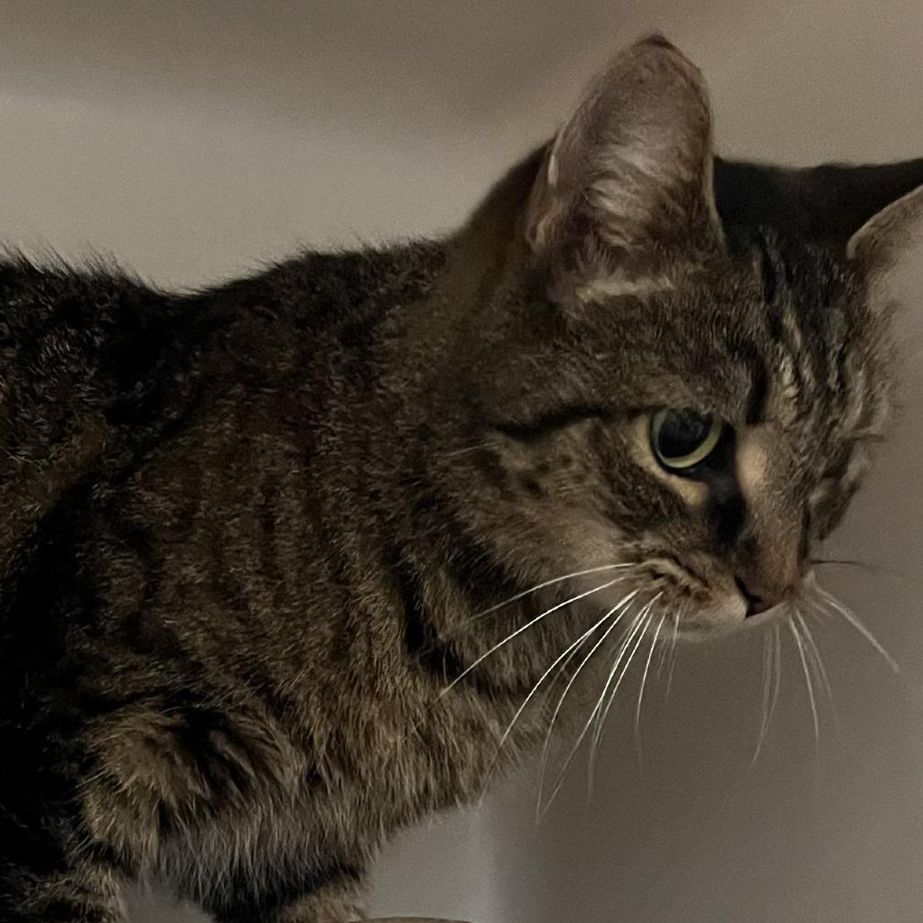 Enlarge Bella, a Adoptable Domestic Short Hair in Harrisonburg, VA image 3/4