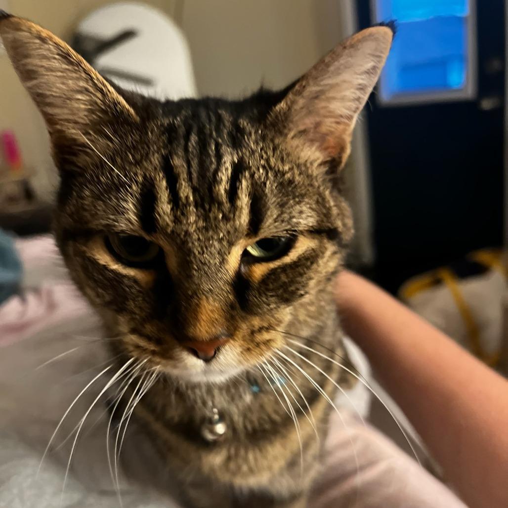 Enlarge Bella, a Adoptable Domestic Short Hair in Harrisonburg, VA image 4/4