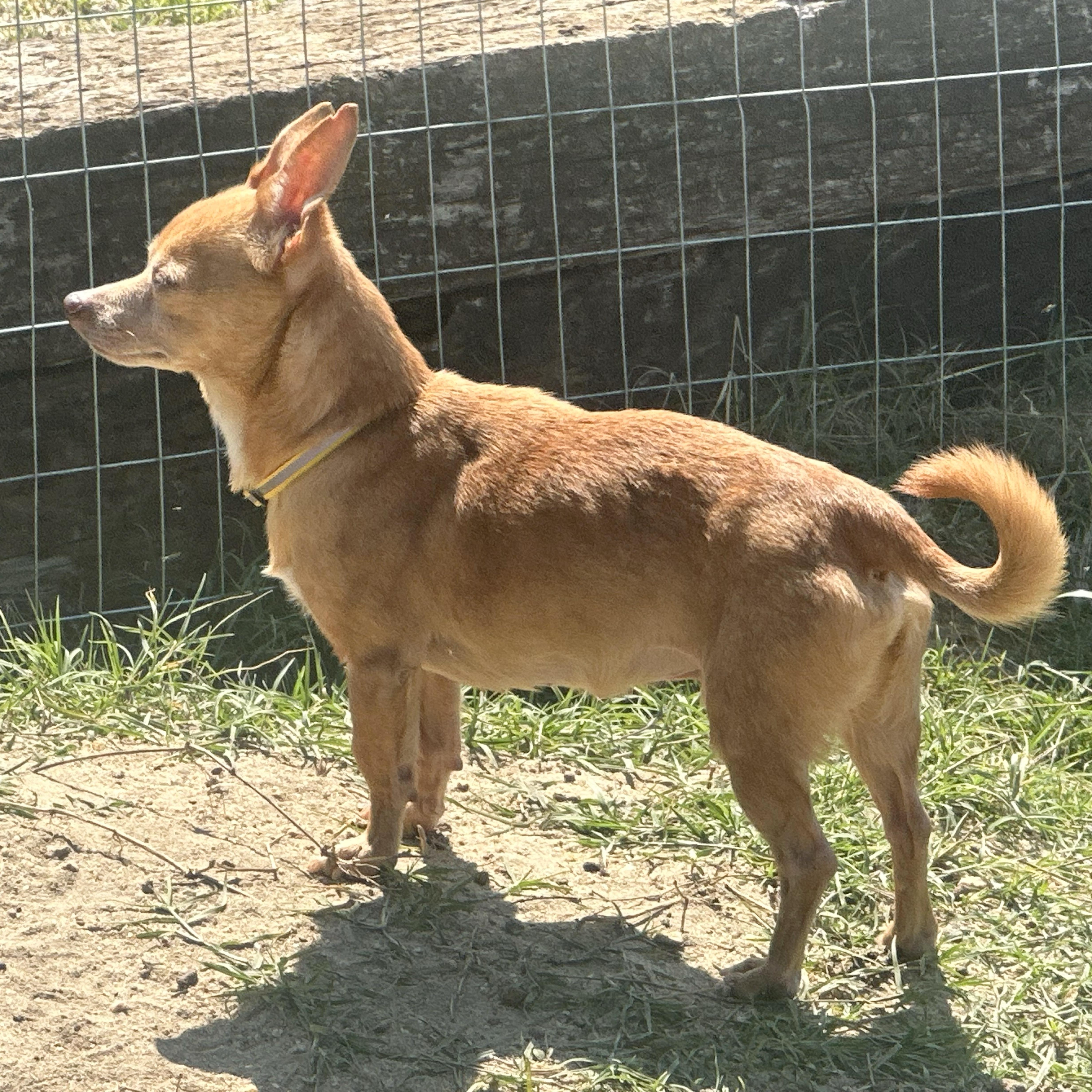 Enlarge Chong, a ADOPTABLE Chihuahua in Douglas, GA image 2/2