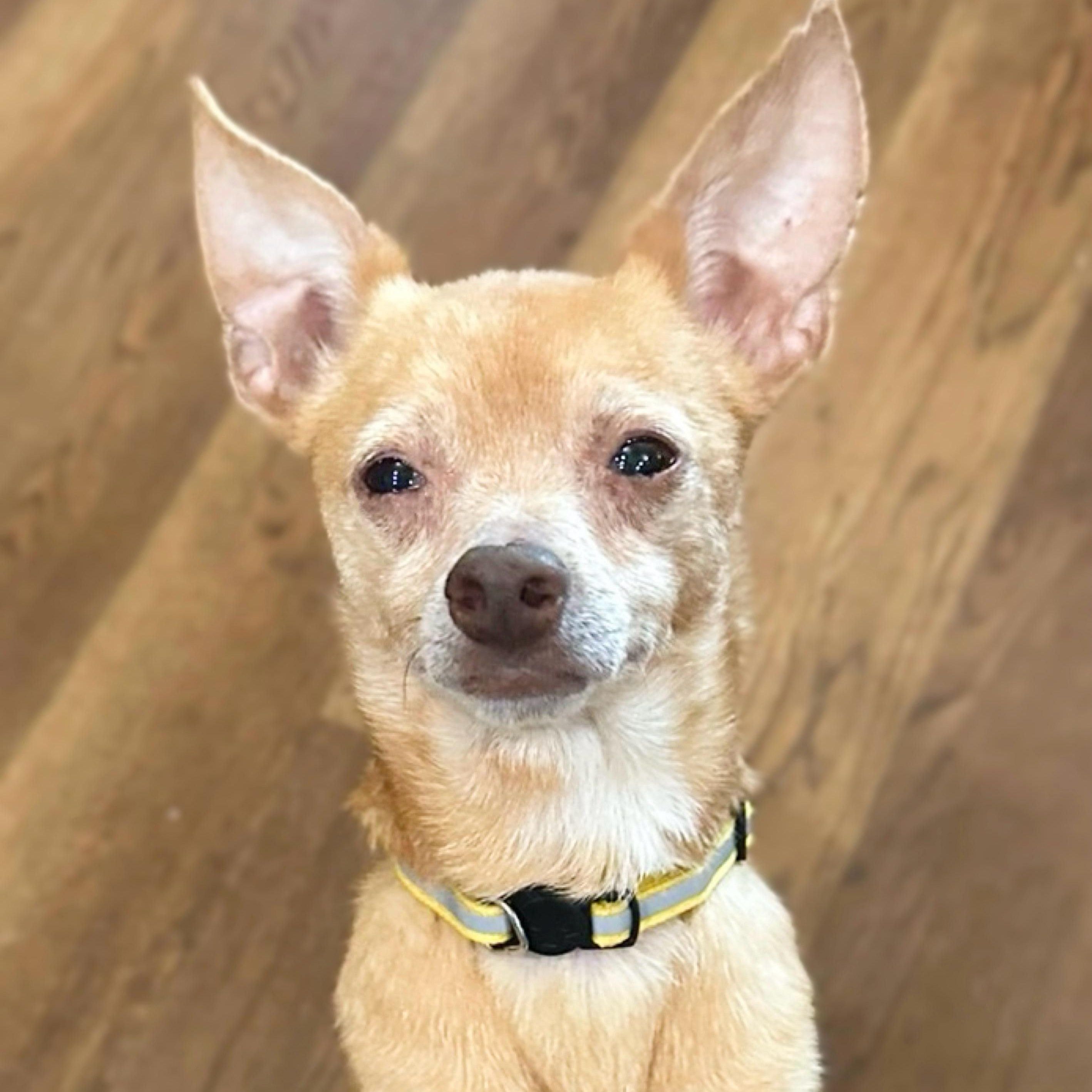 Chong, ADOPTABLE, Adult Male Chihuahua.
