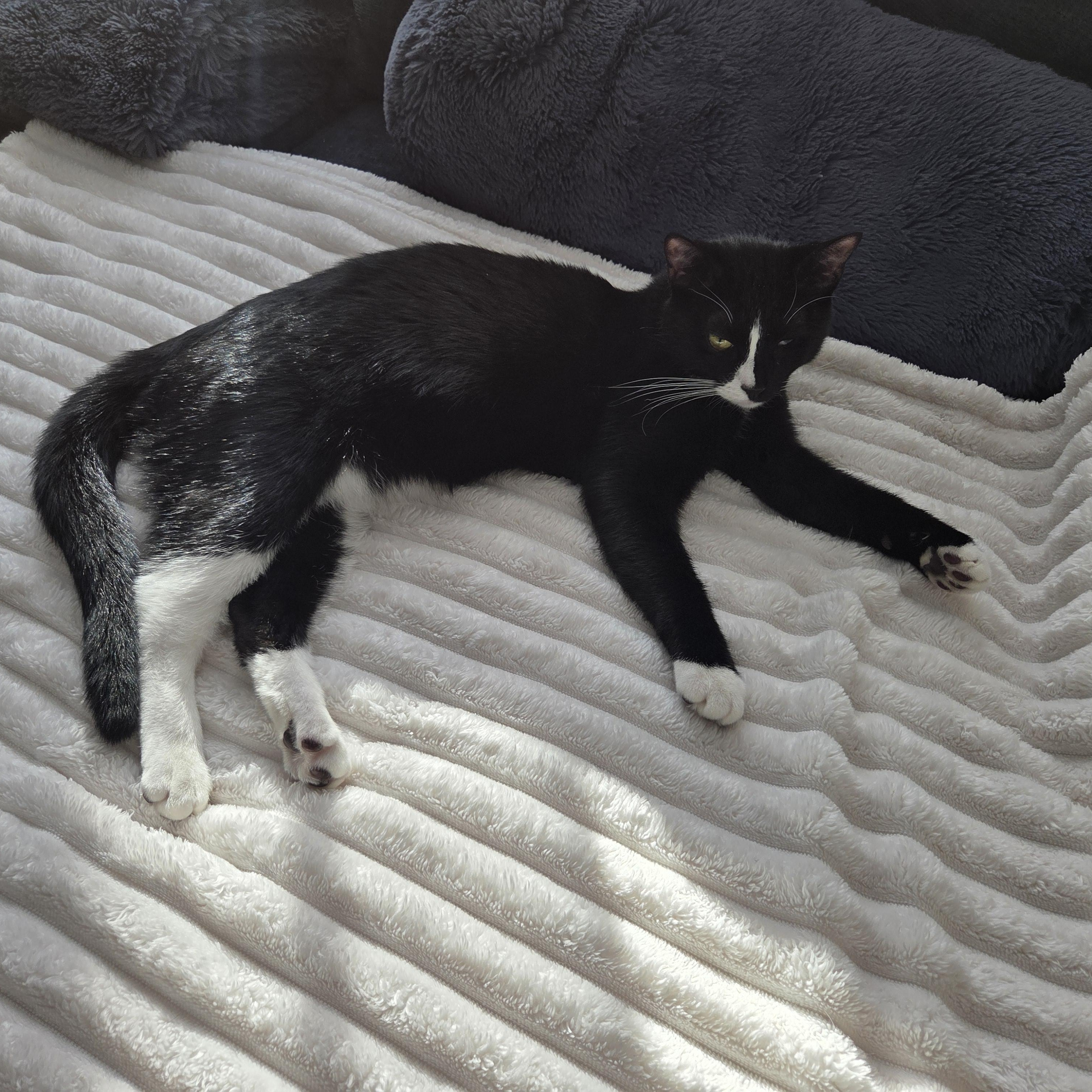 Meet PJ - all vim and vigor, a Adoptable Domestic Short Hair in Stamford, CT image 6/6