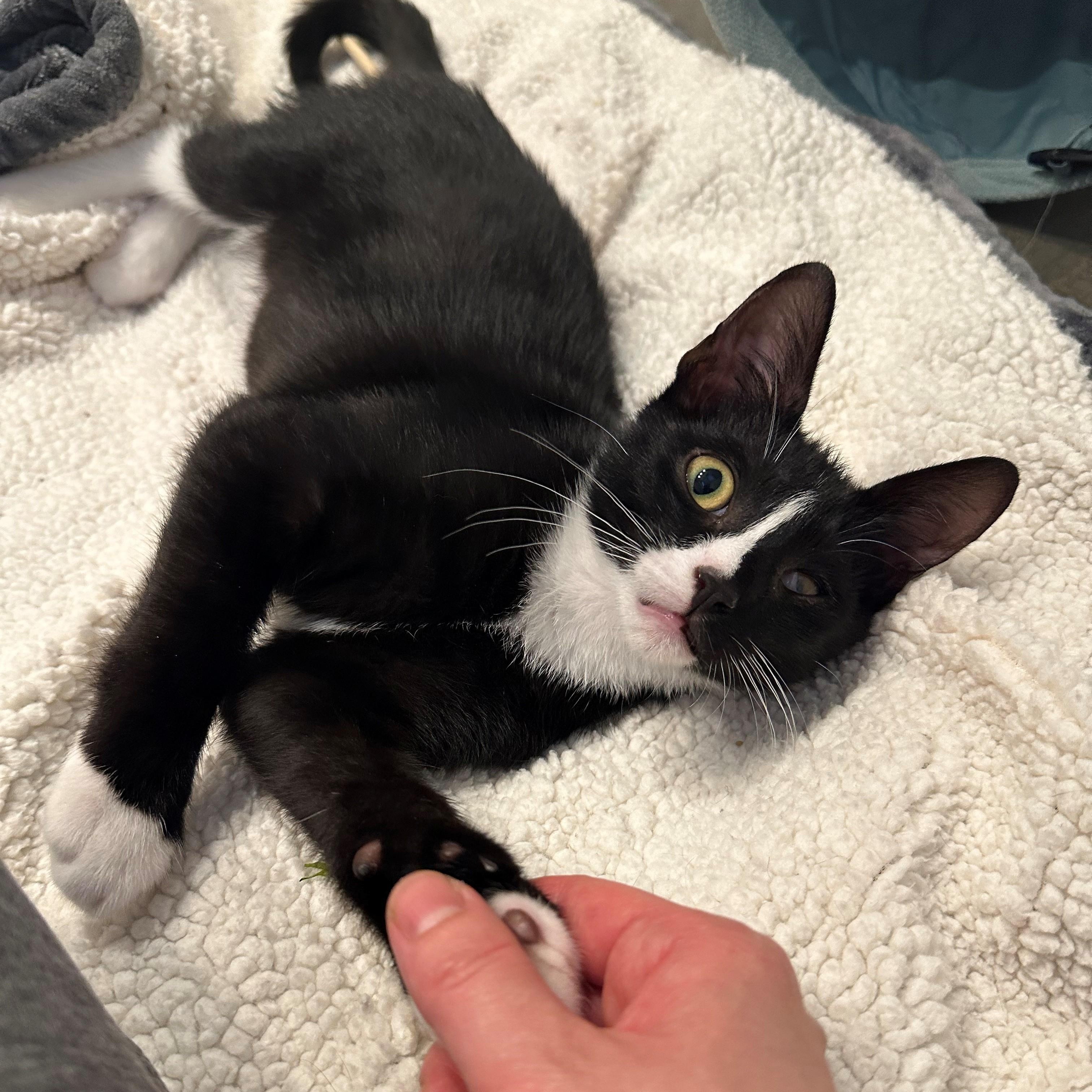 Enlarge Lola & PJ- yin and yang siblings, a Adoptable Domestic Short Hair in Stamford, CT image 5/6