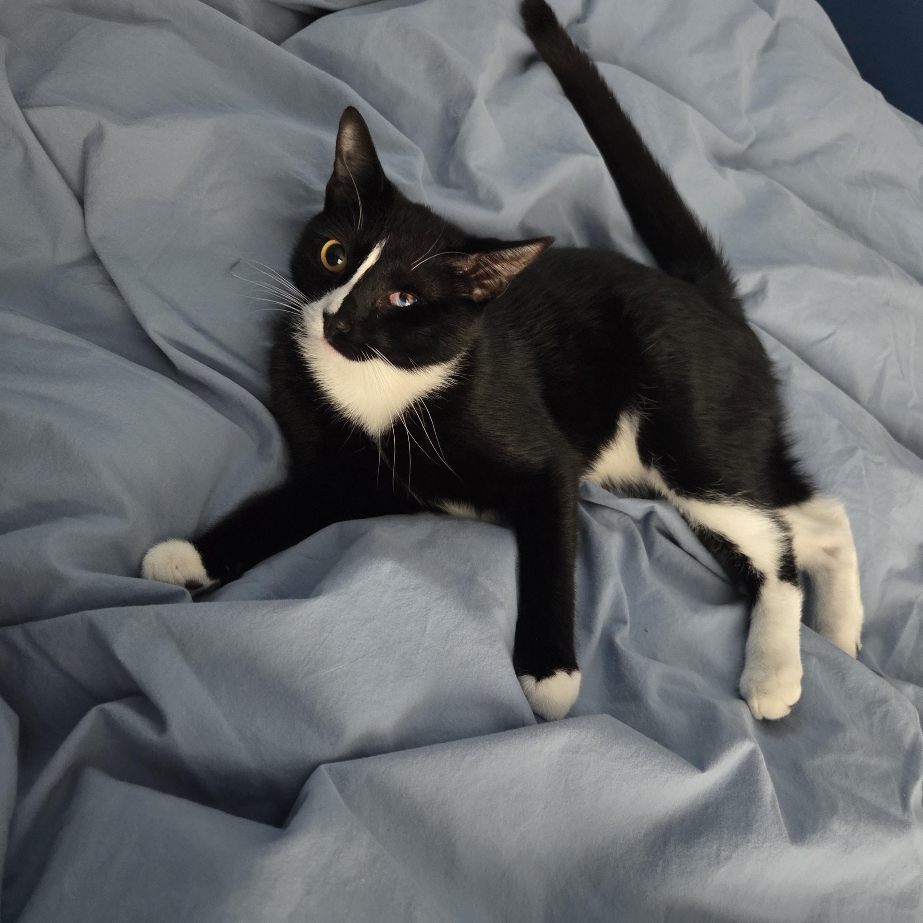 Meet PJ - all vim and vigor, a Adoptable Domestic Short Hair in Stamford, CT image 4/6