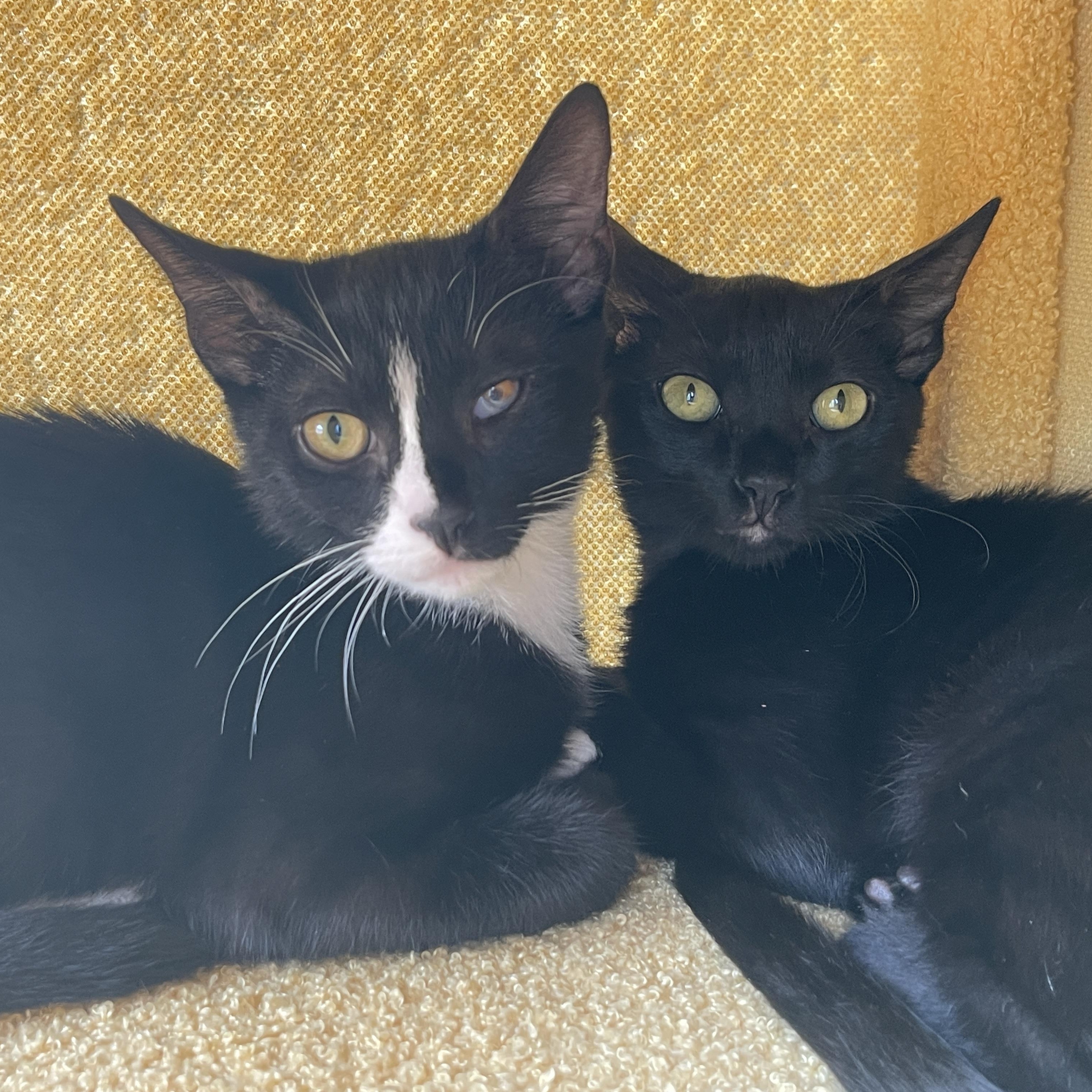 Enlarge Lola & PJ- yin and yang siblings, a Adoptable Domestic Short Hair in Stamford, CT image 3/6