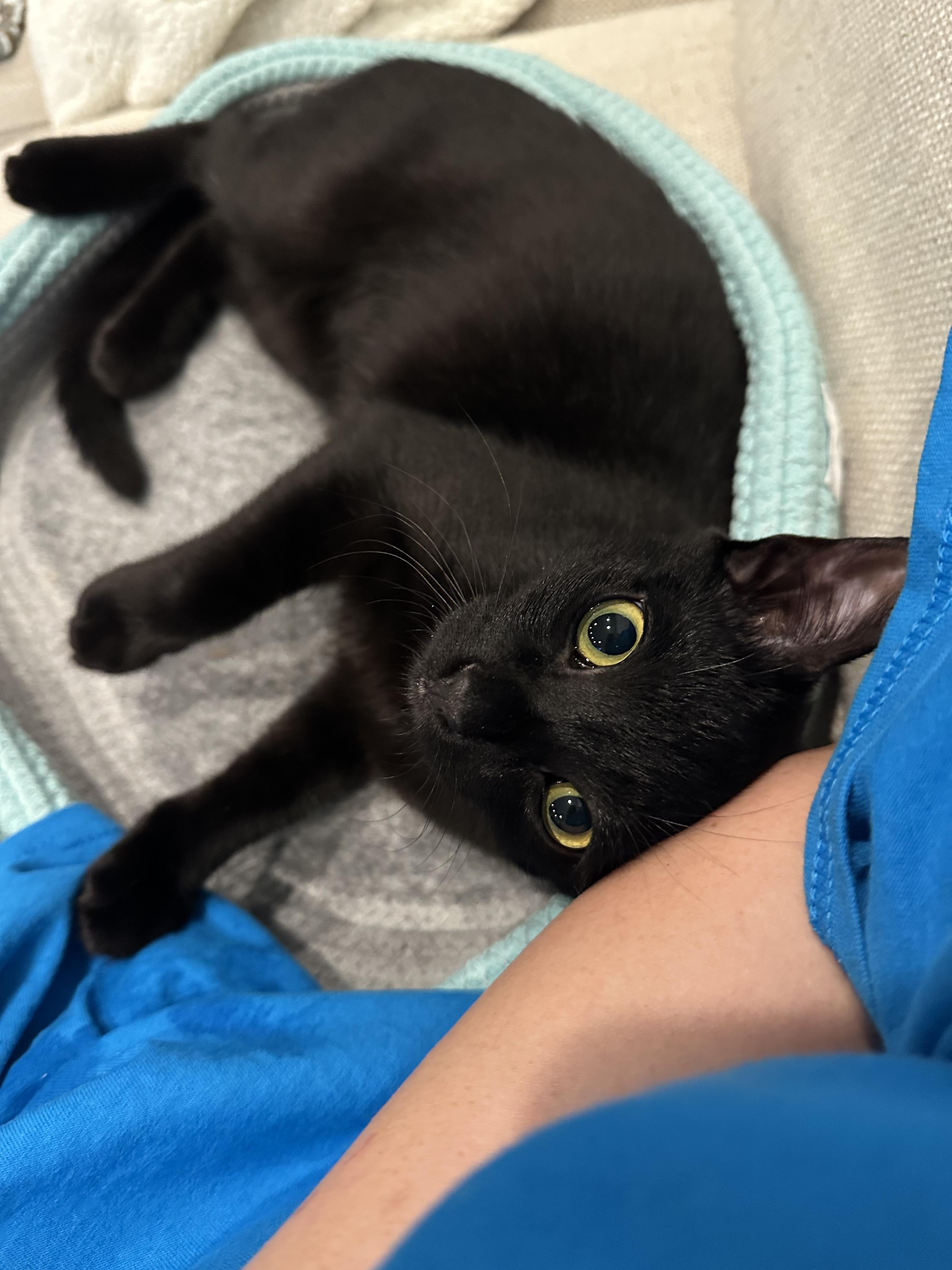 Enlarge Lola & PJ- yin and yang siblings, a Adoptable Domestic Short Hair in Stamford, CT image 1/6