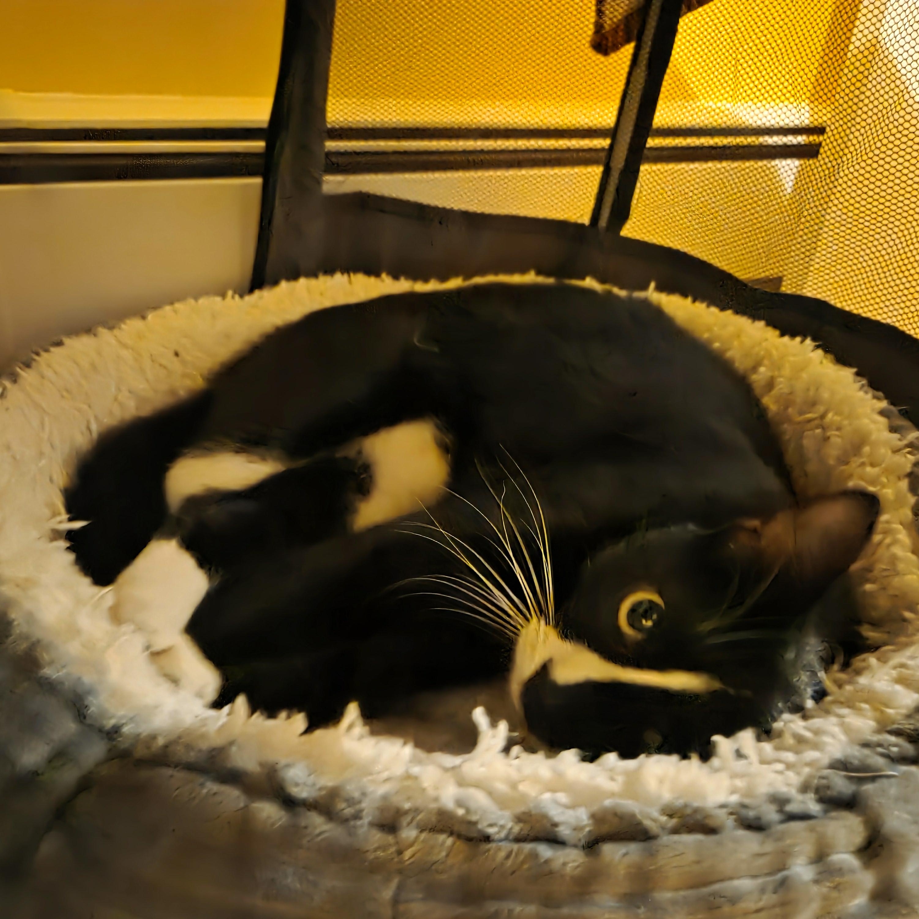 Meet PJ - all vim and vigor, a Adoptable Domestic Short Hair in Stamford, CT image 3/6