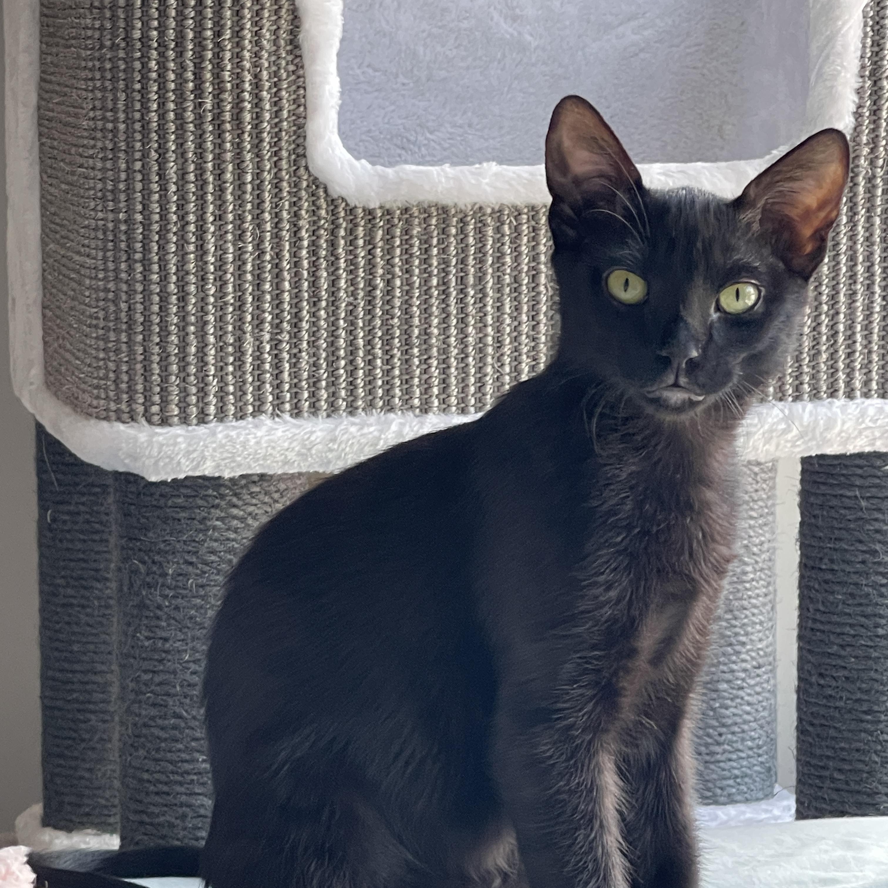 Enlarge Lola & PJ- yin and yang siblings, a Adoptable Domestic Short Hair in Stamford, CT image 4/6