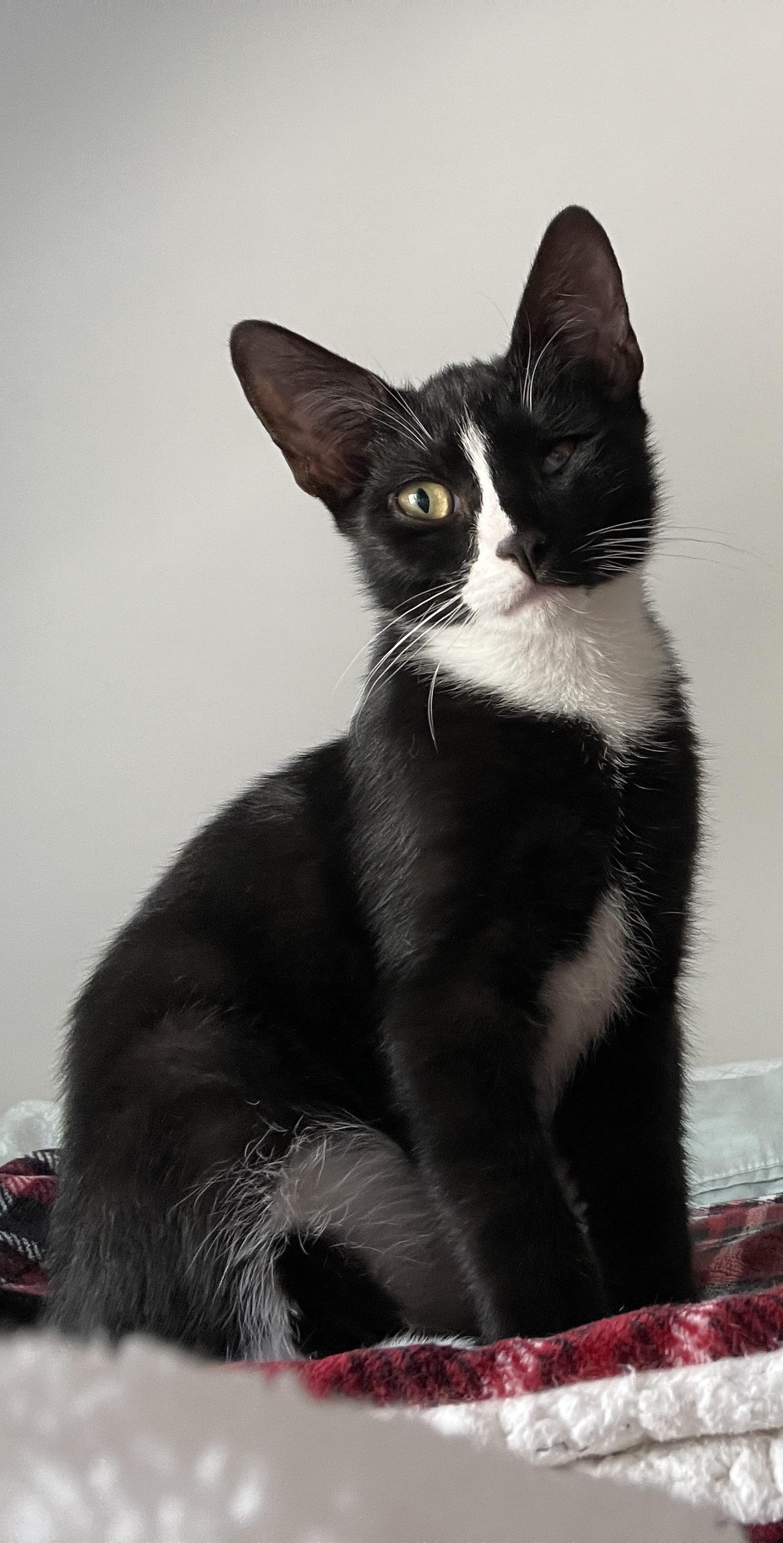 Enlarge Lola & PJ- yin and yang siblings, a Adoptable Domestic Short Hair in Stamford, CT image 2/6