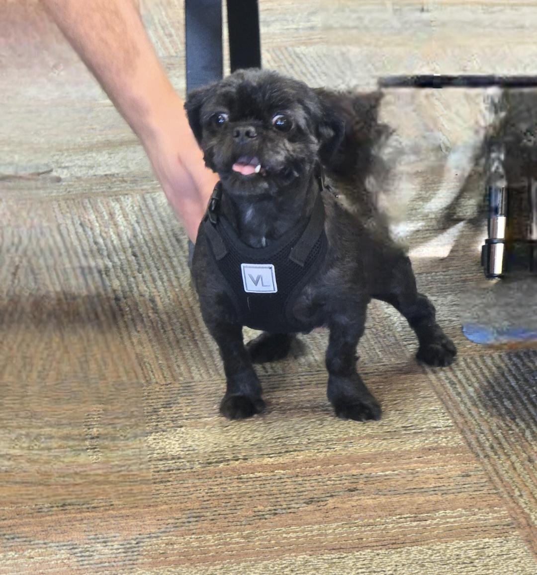 Enlarge Paddi-*adopted *, a ADOPTABLE mixed breed in Jamestown, ND image 2/4