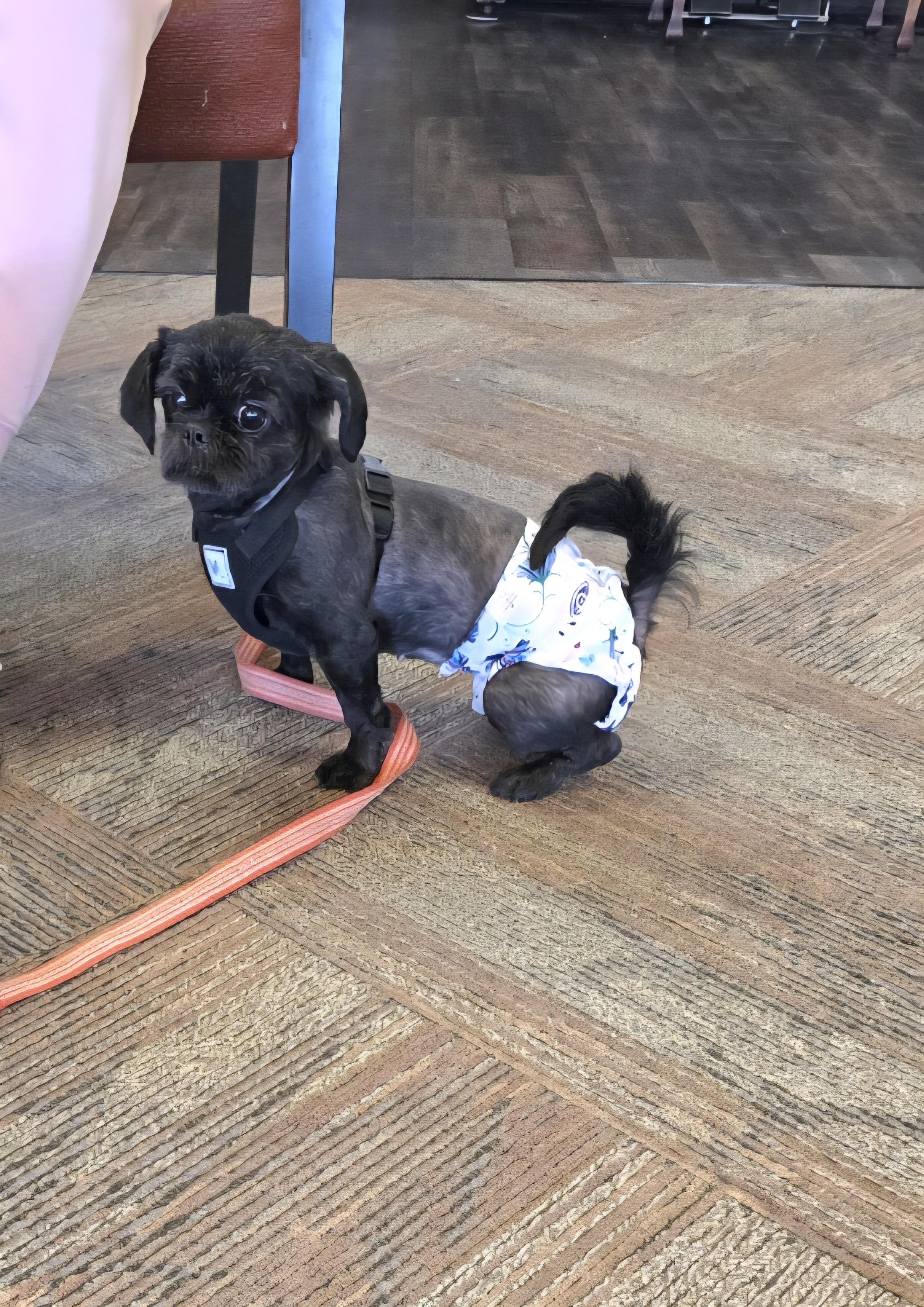 Enlarge Paddi-*adopted *, a ADOPTABLE mixed breed in Jamestown, ND image 3/4