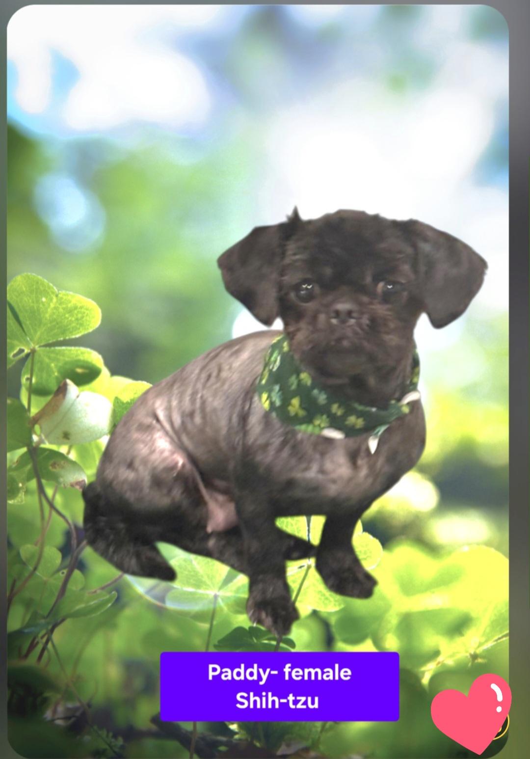 Enlarge Paddi, a ADOPTABLE mixed breed in Jamestown, ND image 1/1