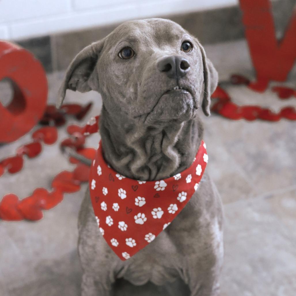 Enlarge Lola Mae, a Adoptable Mixed Breed in Gloucester, VA image 1/6