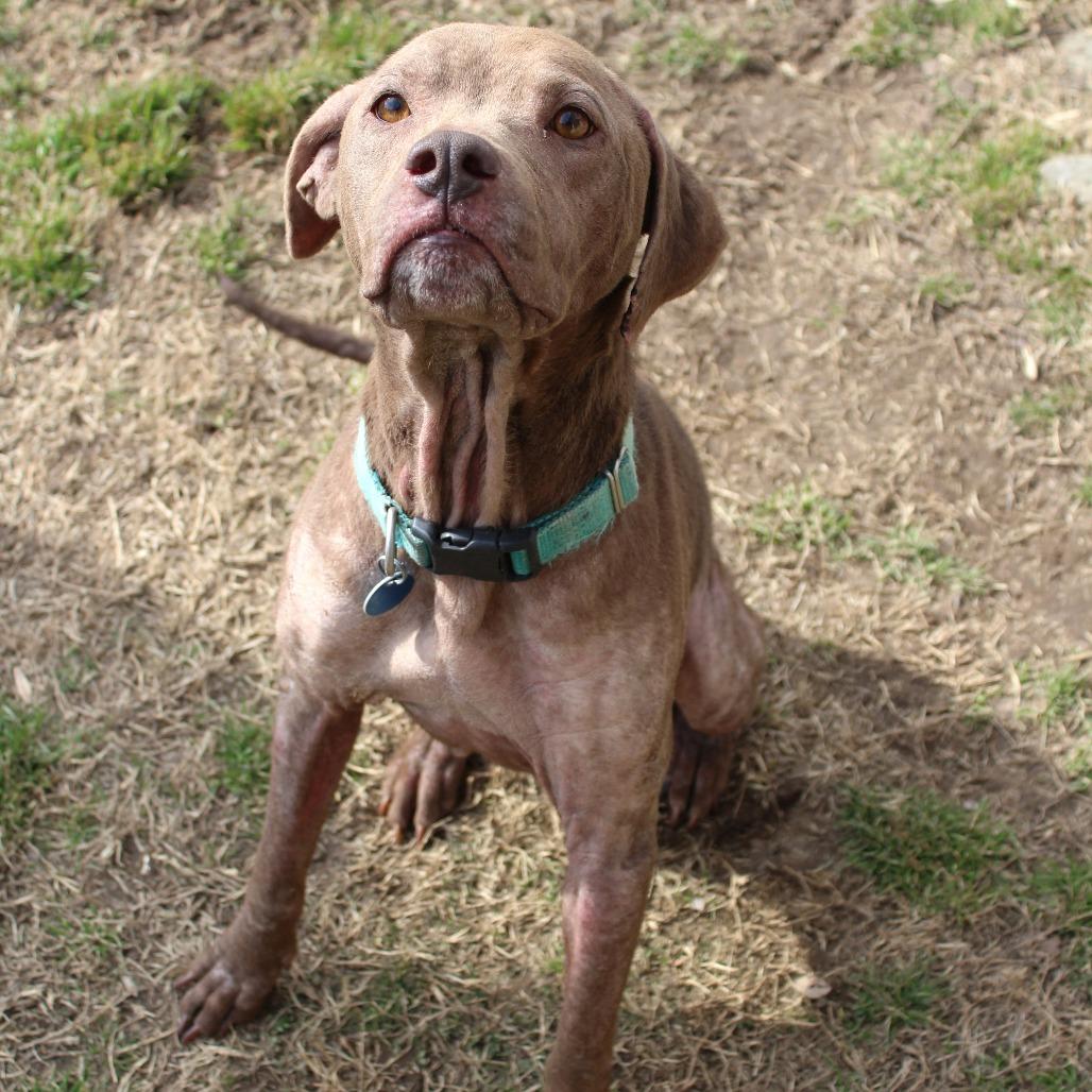 Enlarge Lola Mae, a Adoptable Mixed Breed in Gloucester, VA image 2/6
