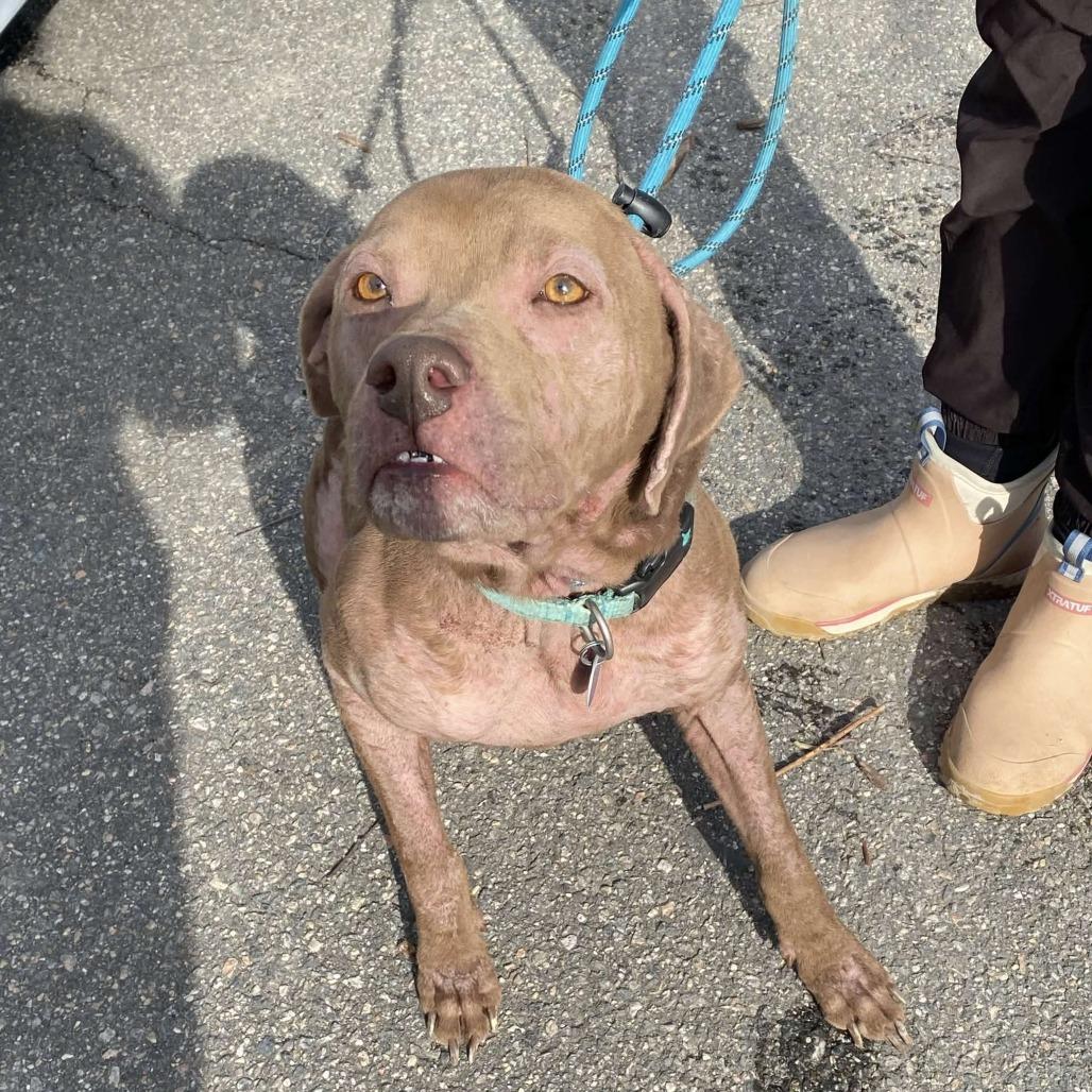 Enlarge Lola Mae, a Adoptable Mixed Breed in Gloucester, VA image 3/6