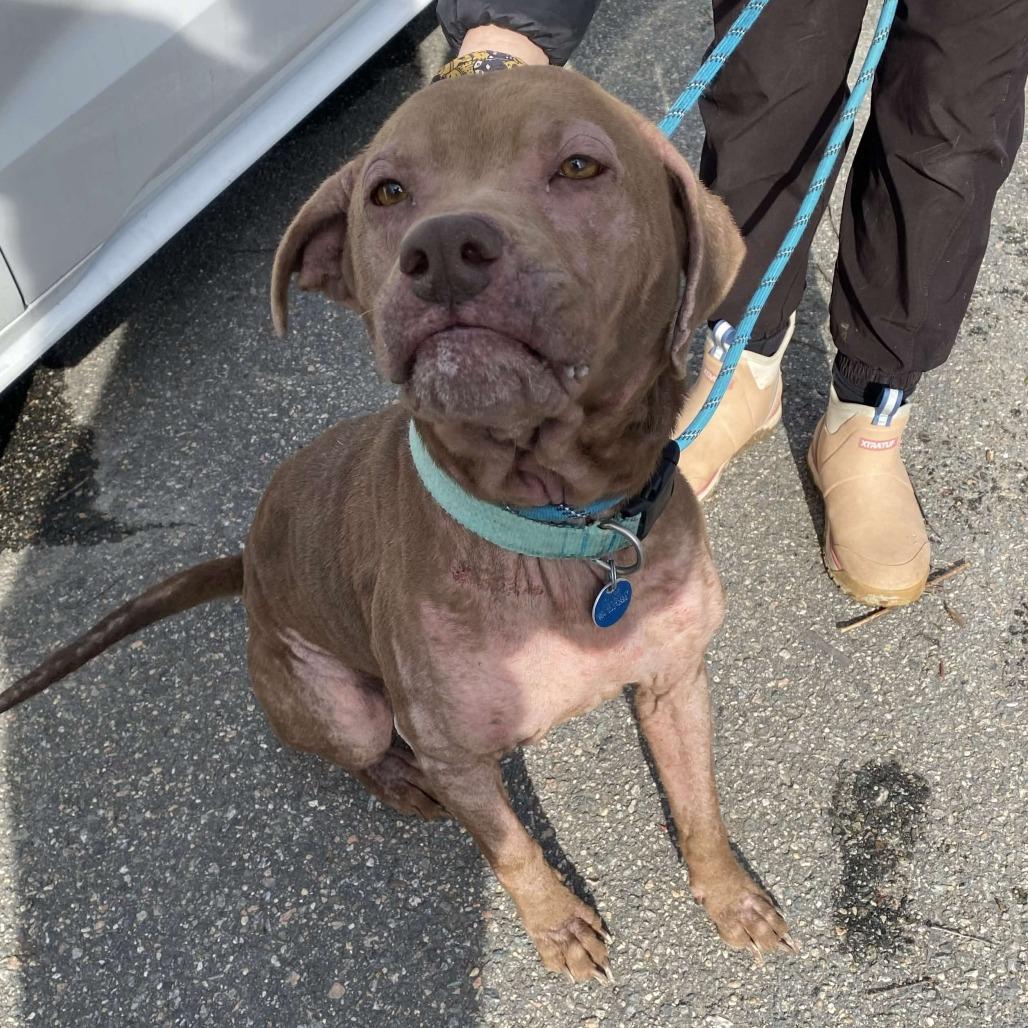 Enlarge Lola Mae, a Adoptable Mixed Breed in Gloucester, VA image 4/6