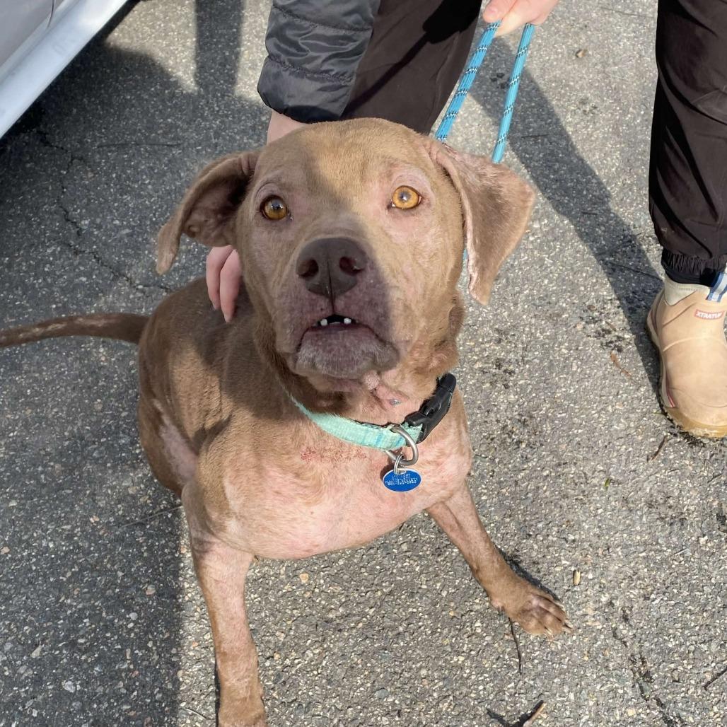 Enlarge Lola Mae, a Adoptable Mixed Breed in Gloucester, VA image 5/6