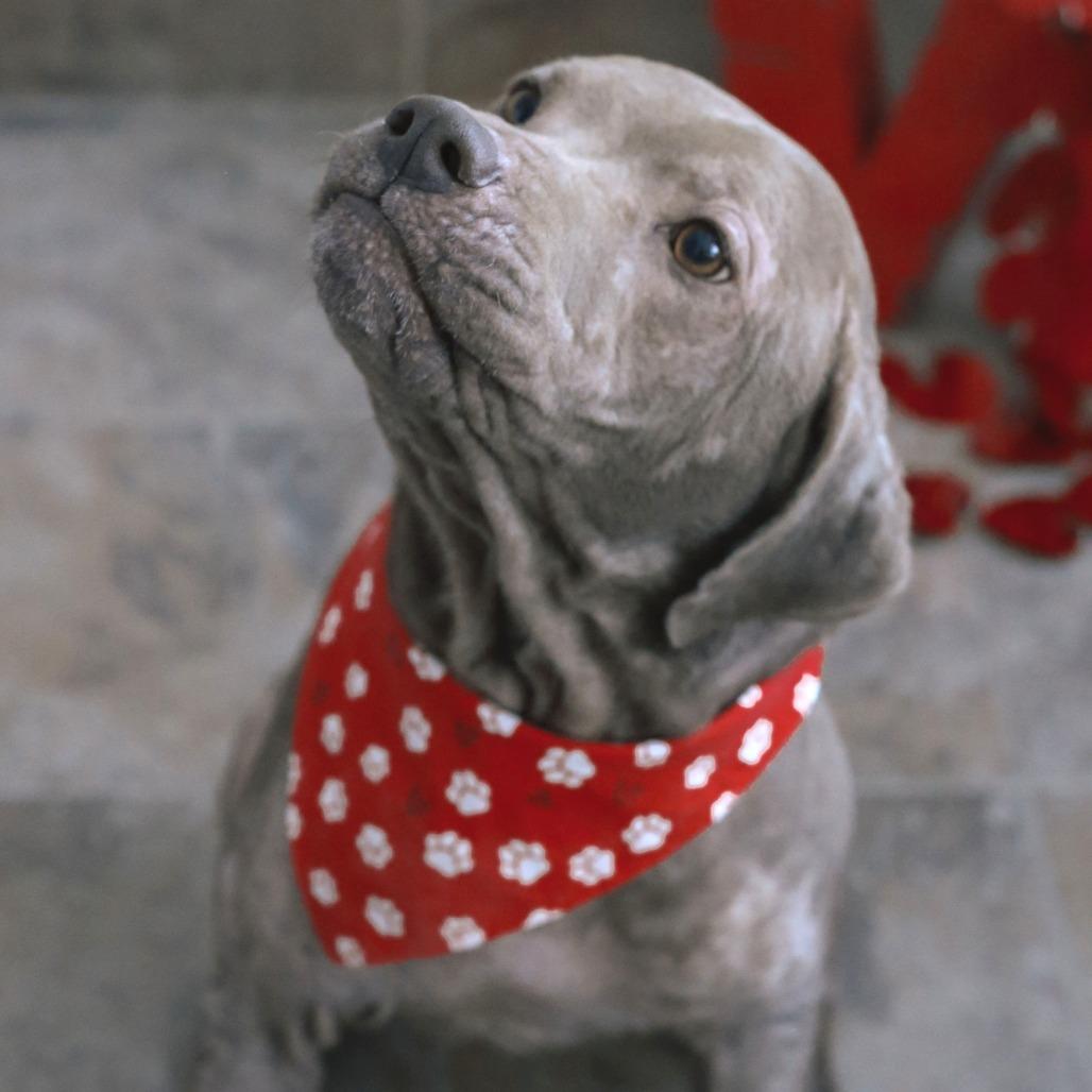 Enlarge Lola Mae, a Adoptable Mixed Breed in Gloucester, VA image 6/6