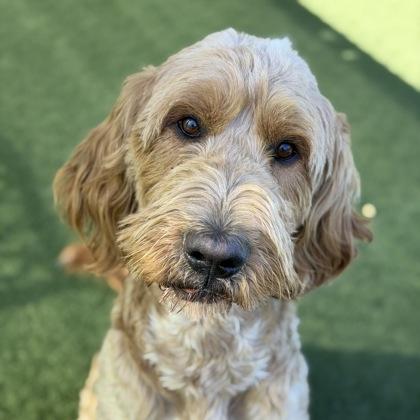 Doodle-Bob, adopted, Young Male Standard Poodle.