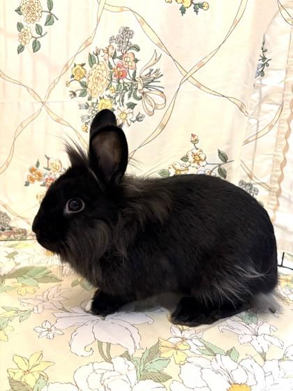 Judy Hopps, Adoptable, Adult Female Lionhead & Bunny Rabbit.