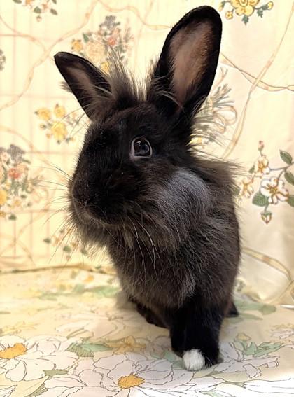 Judy Hopps, Adoptable, Adult Female Lionhead & Bunny Rabbit.