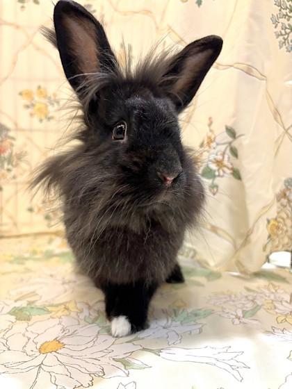 Judy Hopps, a Adoptable mixed breed in New Hope, PA image 2/3