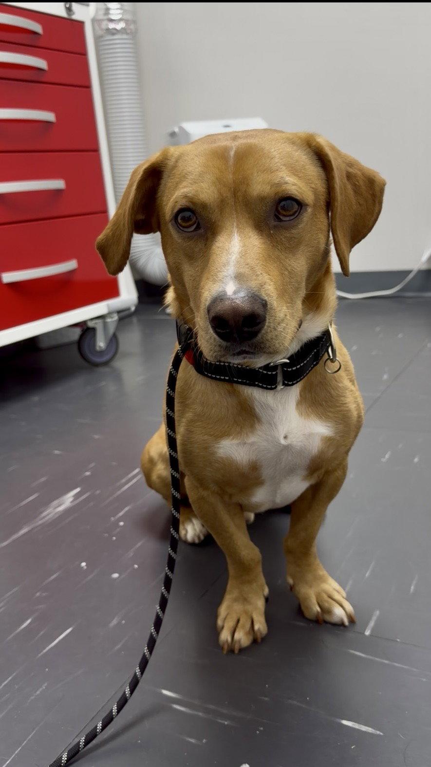 Rusty, Adoptable, Adult Male Dachshund.