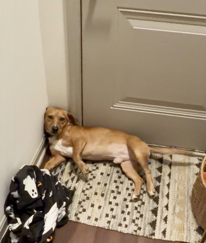 Enlarge Rusty, a Adoptable Dachshund in Powell, OH image 2/3