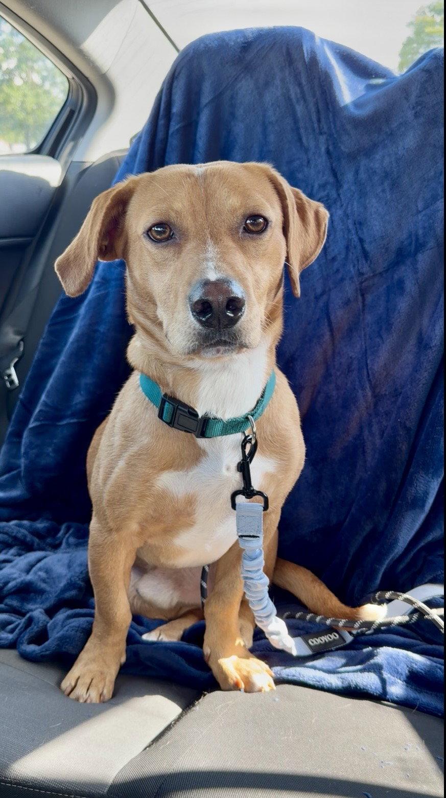 Enlarge Rusty, a Adoptable Dachshund in Powell, OH image 3/3