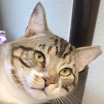 Po, Adoptable, Young Male Domestic Short Hair & Domestic Short Hair.