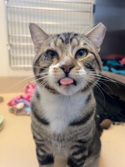 Enlarge Po, a Adoptable mixed breed in Pleasanton, CA image 2/3