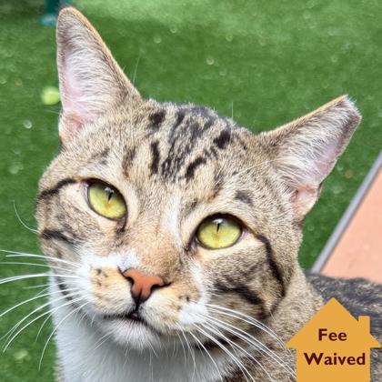 Po, Adoptable, Young Male Domestic Short Hair & Domestic Short Hair.