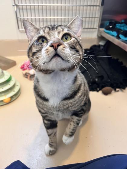 Enlarge Po, a Adoptable mixed breed in Pleasanton, CA image 3/3