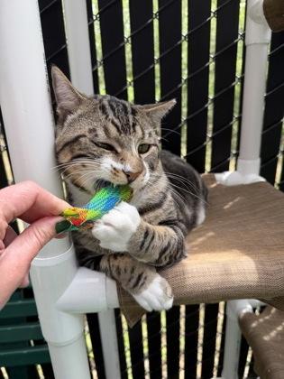 Enlarge Po, a Adoptable mixed breed in Pleasanton, CA image 2/3