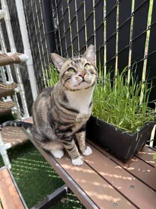 Enlarge Po, a Adoptable mixed breed in Pleasanton, CA image 3/3