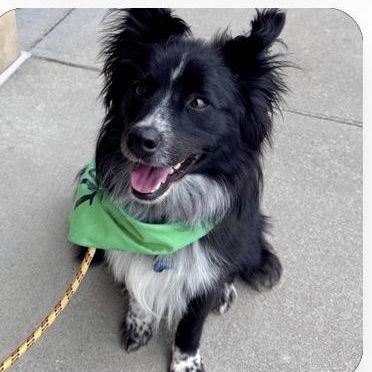 Brewer, Adoptable, Young Male Border Collie & Australian Shepherd.