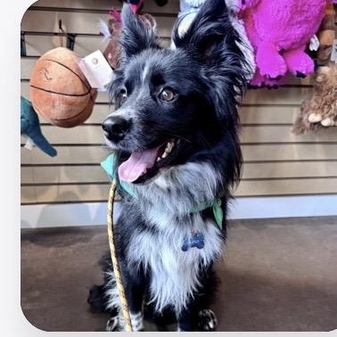 Enlarge Brewer, a Adoptable mixed breed in Louisburg, KS image 3/6