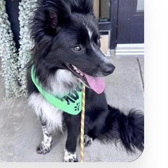 Enlarge Brewer, a Adoptable mixed breed in Louisburg, KS image 5/6