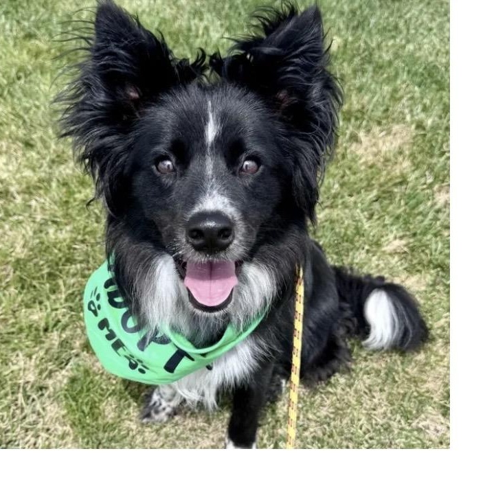Enlarge Brewer, a Adoptable mixed breed in Louisburg, KS image 4/6