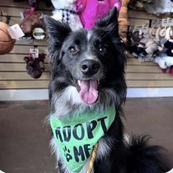 Enlarge Brewer, a Adoptable mixed breed in Louisburg, KS image 6/6