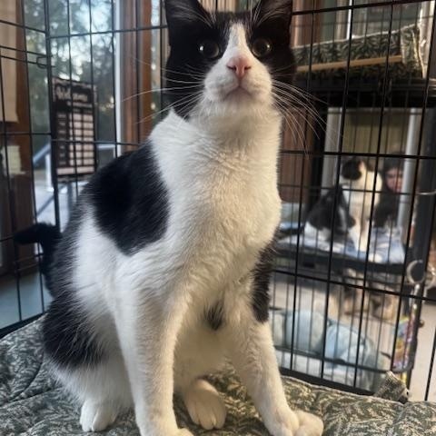 Enlarge Ed, a Adoptable Domestic Short Hair in Hutchinson, MN image 3/6