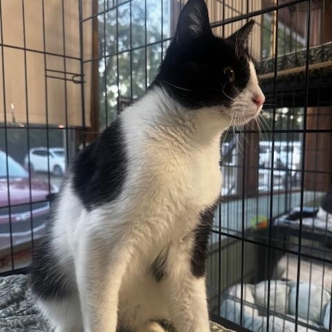Enlarge Ed, a Adoptable Domestic Short Hair in Hutchinson, MN image 6/6