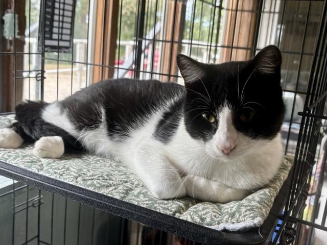 Enlarge Ed, a Adoptable Domestic Short Hair in Hutchinson, MN image 2/6