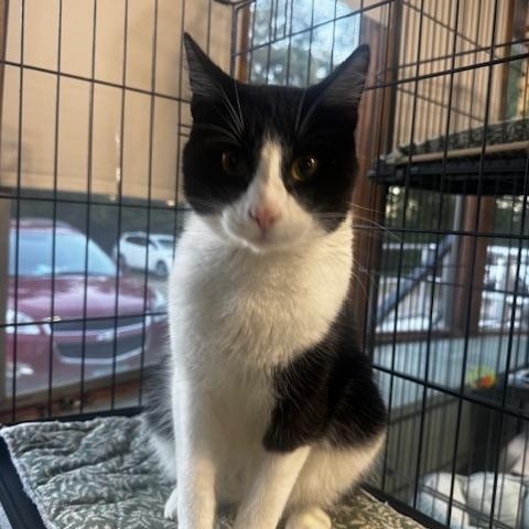 Enlarge Ed, a Adoptable Domestic Short Hair in Hutchinson, MN image 5/6