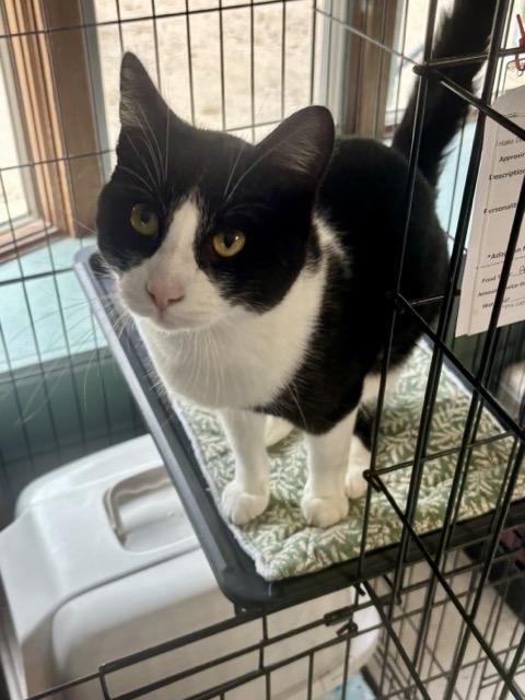 Enlarge Ed, a Adoptable Domestic Short Hair in Hutchinson, MN image 1/6