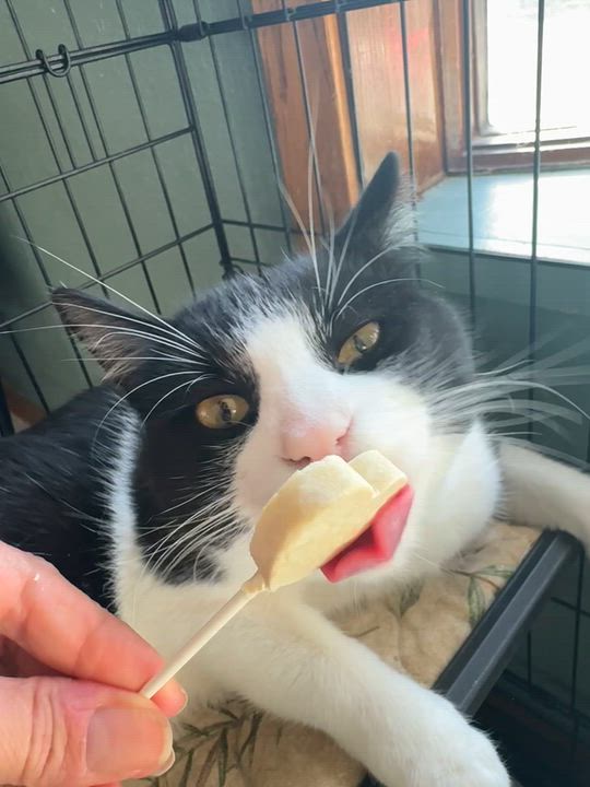 Enlarge Ed, a Adoptable Domestic Short Hair in Hutchinson, MN video 4/6