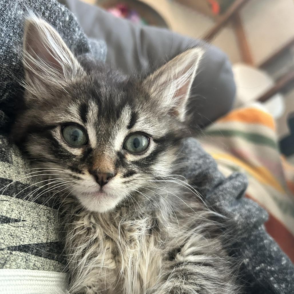 Enlarge Gordo, a Adoptable Domestic Long Hair in St. Paul, MN image 3/4