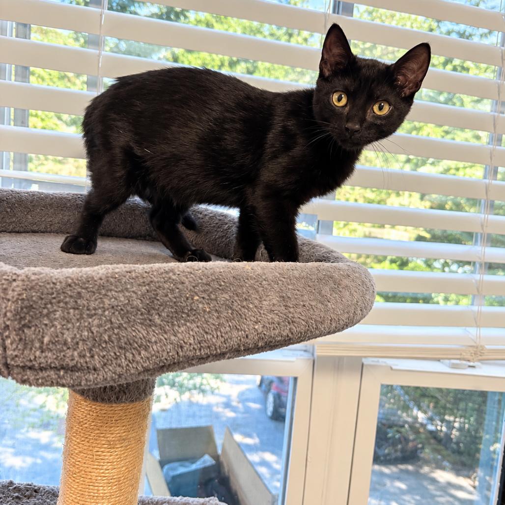 Nero, Adoptable, Kitten Male Domestic Short Hair.