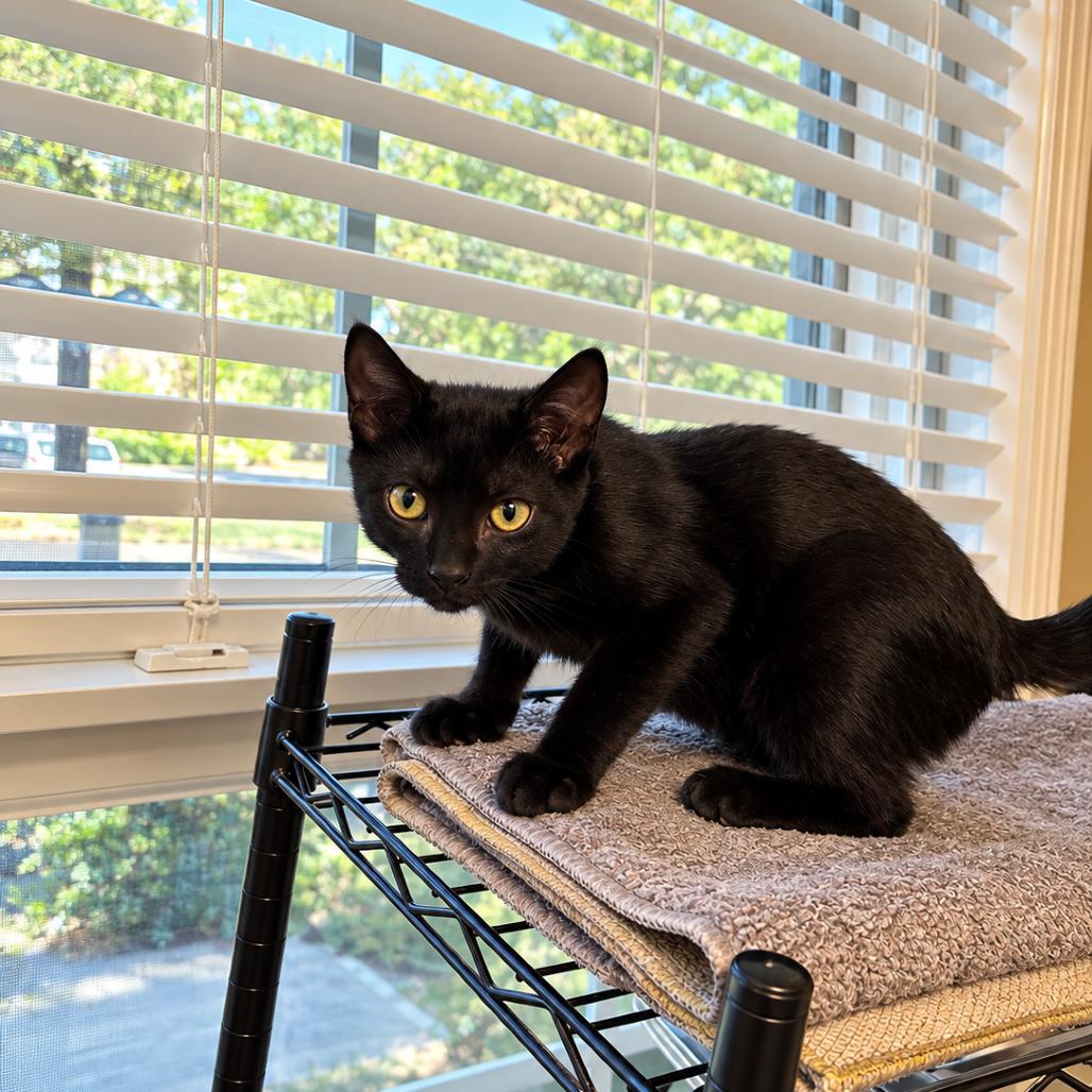 Enlarge Nero, a Adoptable Domestic Short Hair in Port Neches, TX image 2/2