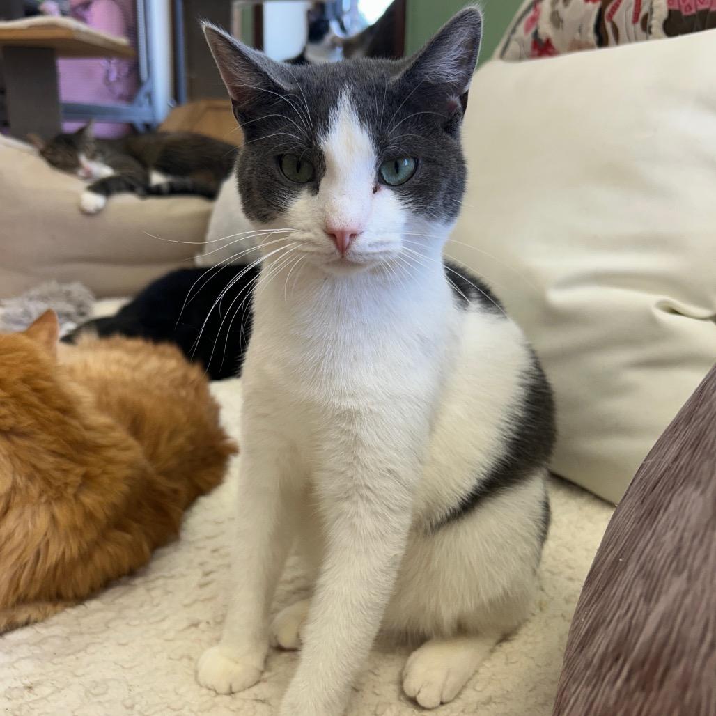 Desi (aka Desmond), Adoptable, Young Male Domestic Short Hair.