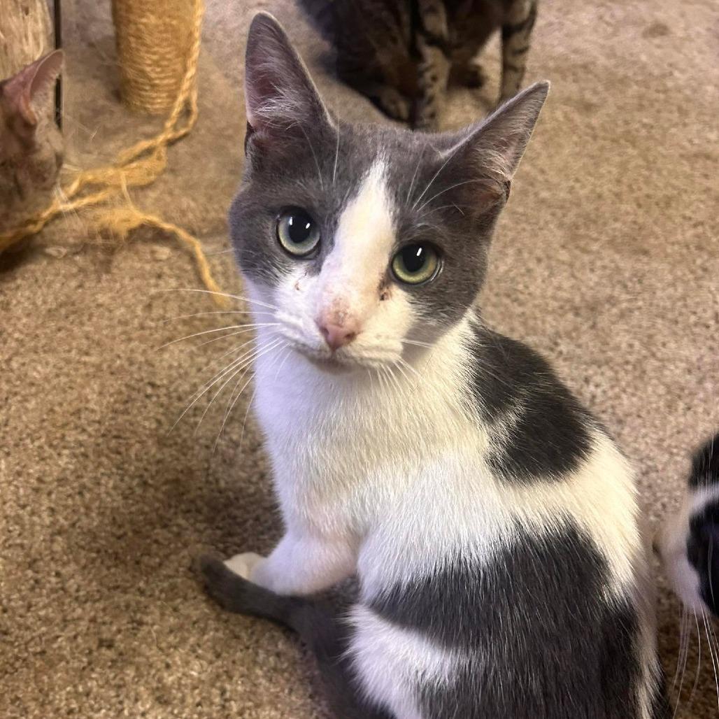 Enlarge Desi (aka Desmond), a Adoptable Domestic Short Hair in Philadelphia, PA image 2/2